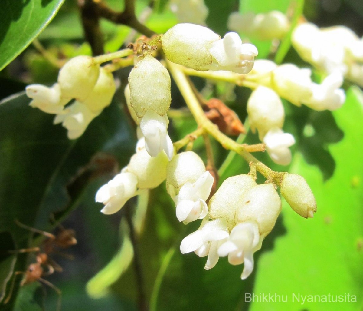 Dalbergia rostrata Hassk.